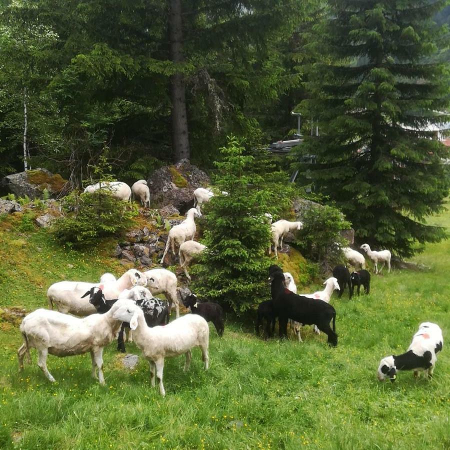 Haus Pechtl Hotel Sankt Leonhard im Pitztal Eksteriør billede